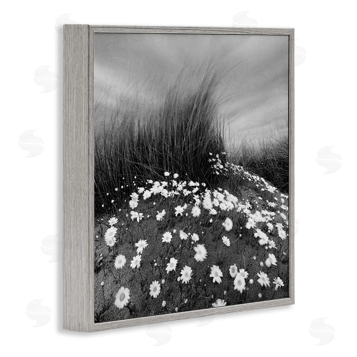 Sand Daisies on Hill Grey Frame Print Wall Art, Home Decor by Chip Forelli