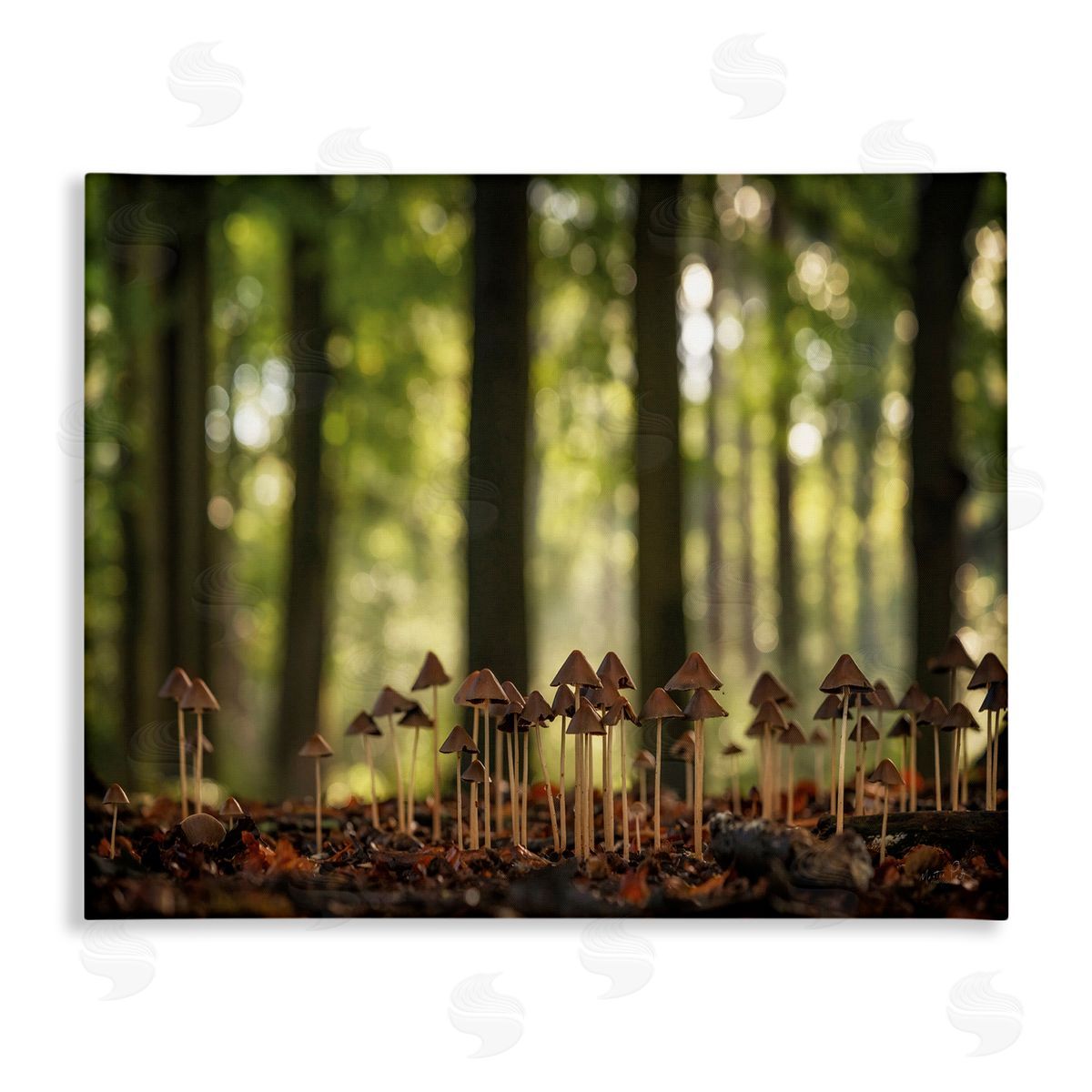 Mushroom Sprouts in Forest Canvas Wall Art, Home Decor by Martin Podt