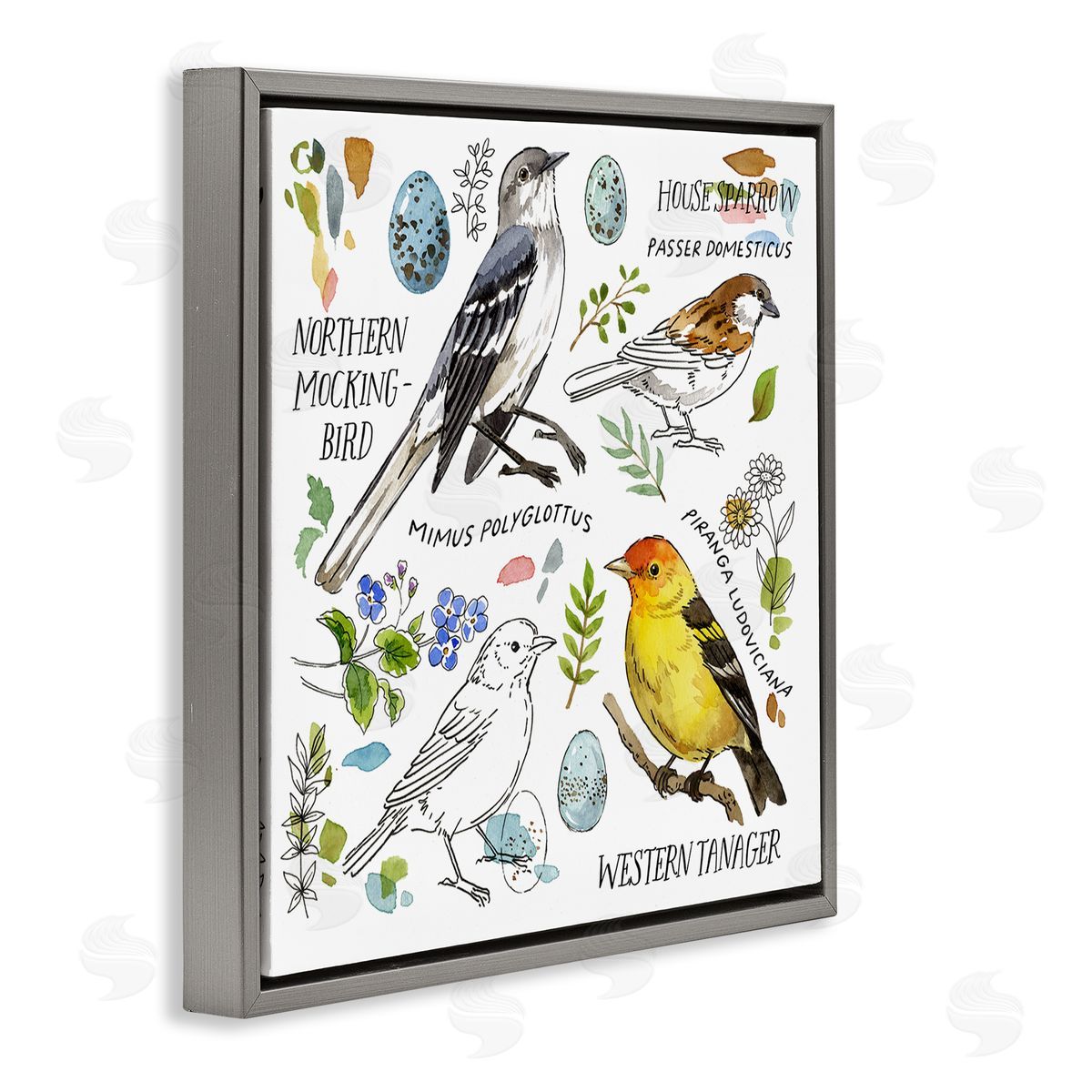 Jane Maday Local Bird Diagram Gray Floating Frame Canvas Wall Art Print