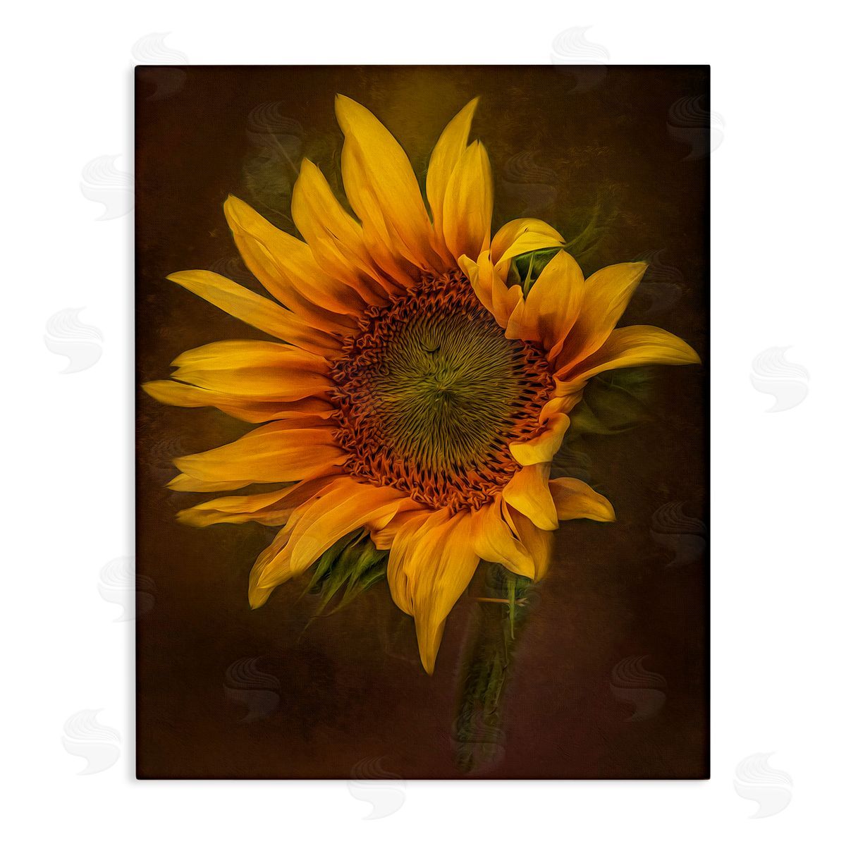 Kelley Parker Curling Petals Sunflower Canvas Wall Art Print