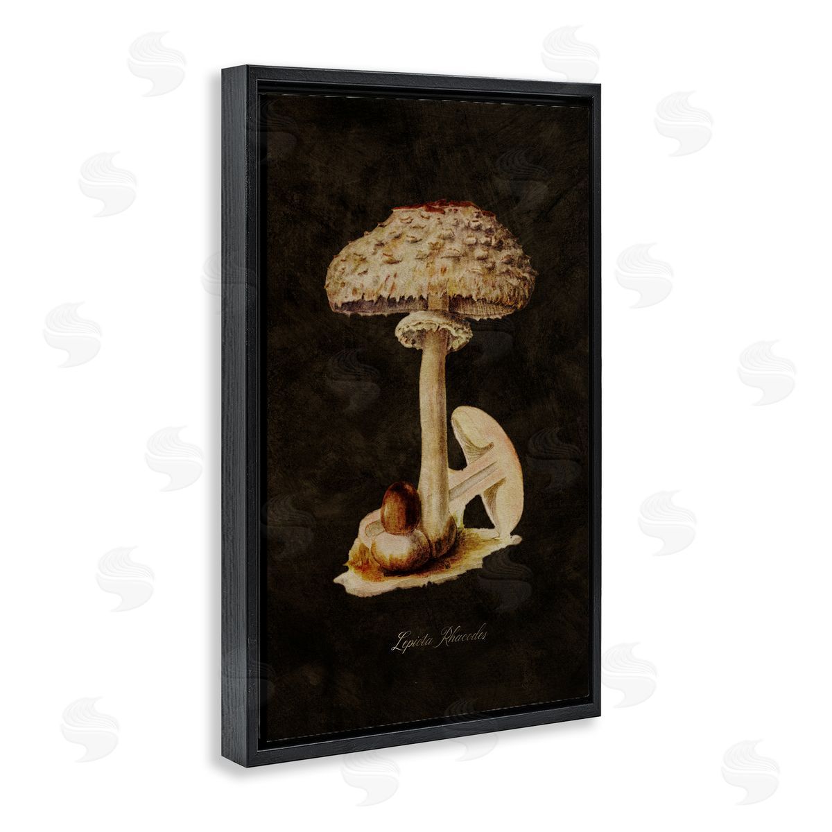 Tina Higgins Designs Inc. Vintage Mushroom Study Black Floating Frame Canvas Wall Art Print