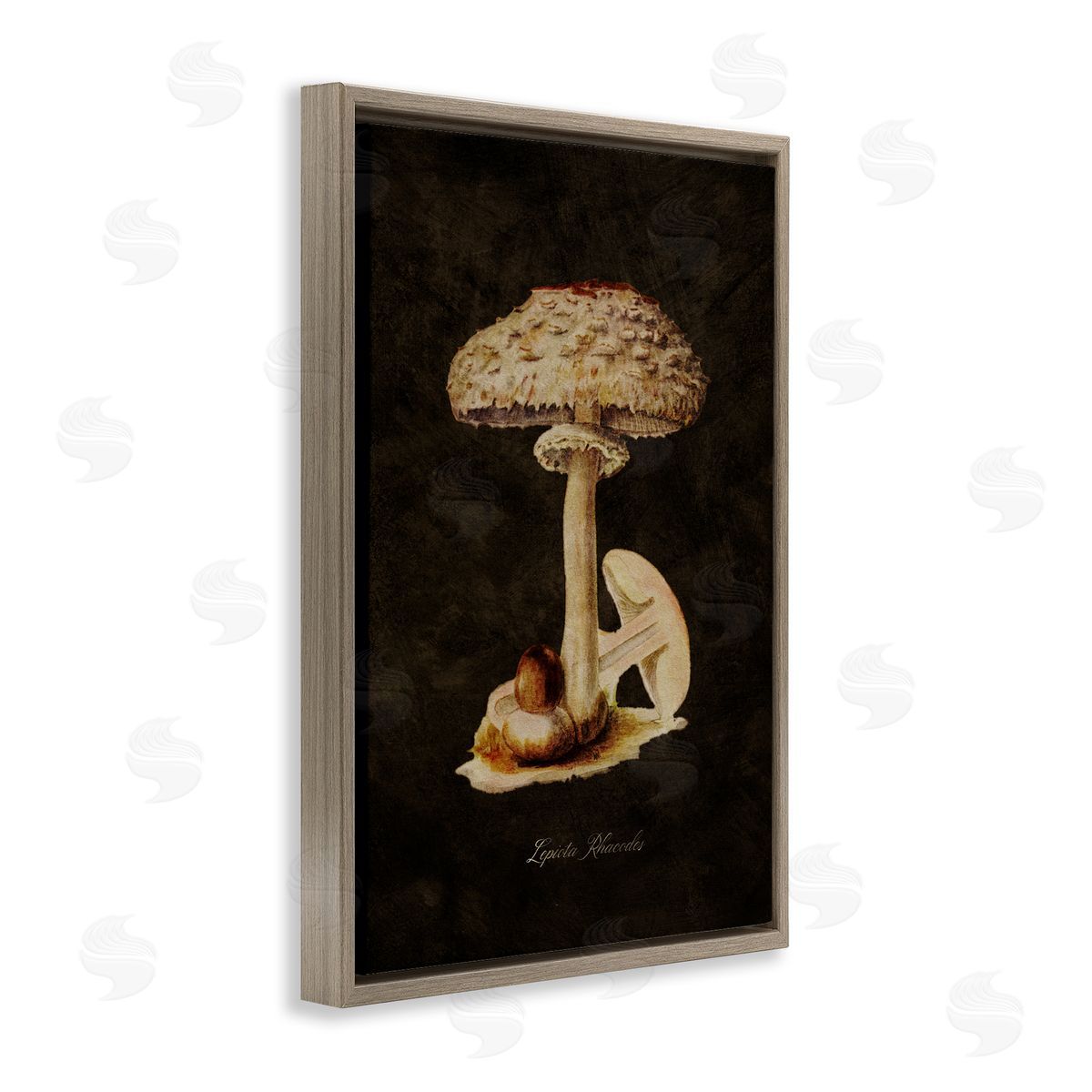 Tina Higgins Designs Inc. Vintage Mushroom Study Brown Floating Frame Canvas Wall Art Print