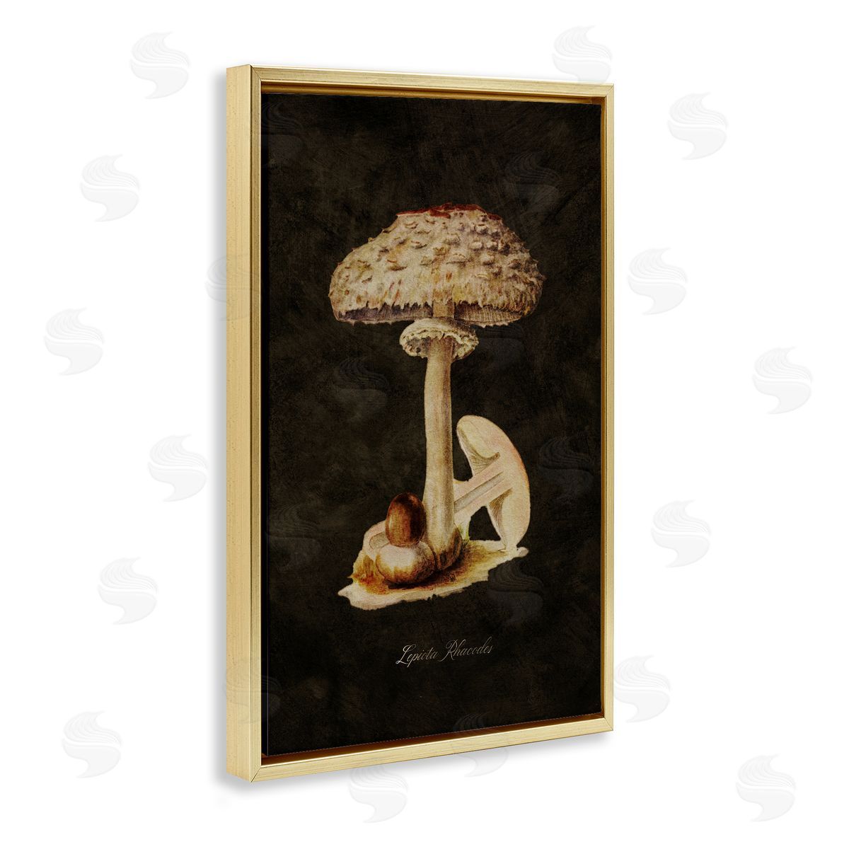 Tina Higgins Designs Inc. Vintage Mushroom Study Gold Floating Frame Canvas Wall Art Print