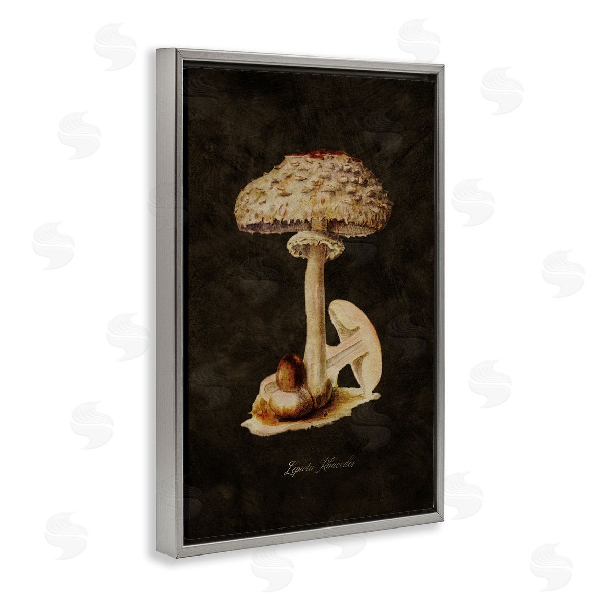 Tina Higgins Designs Inc. Vintage Mushroom Study Gray Floating Frame Canvas Wall Art Print