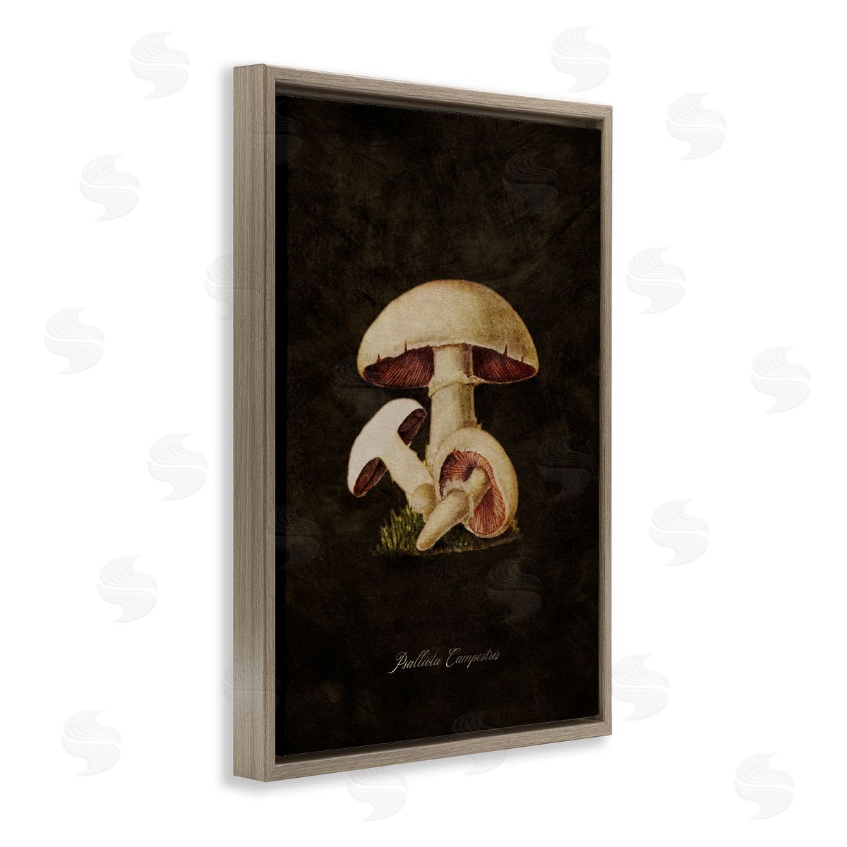 Tina Higgins Designs Inc. Vintage Portobello Mushroom Brown Floating Frame Canvas Wall Art Print