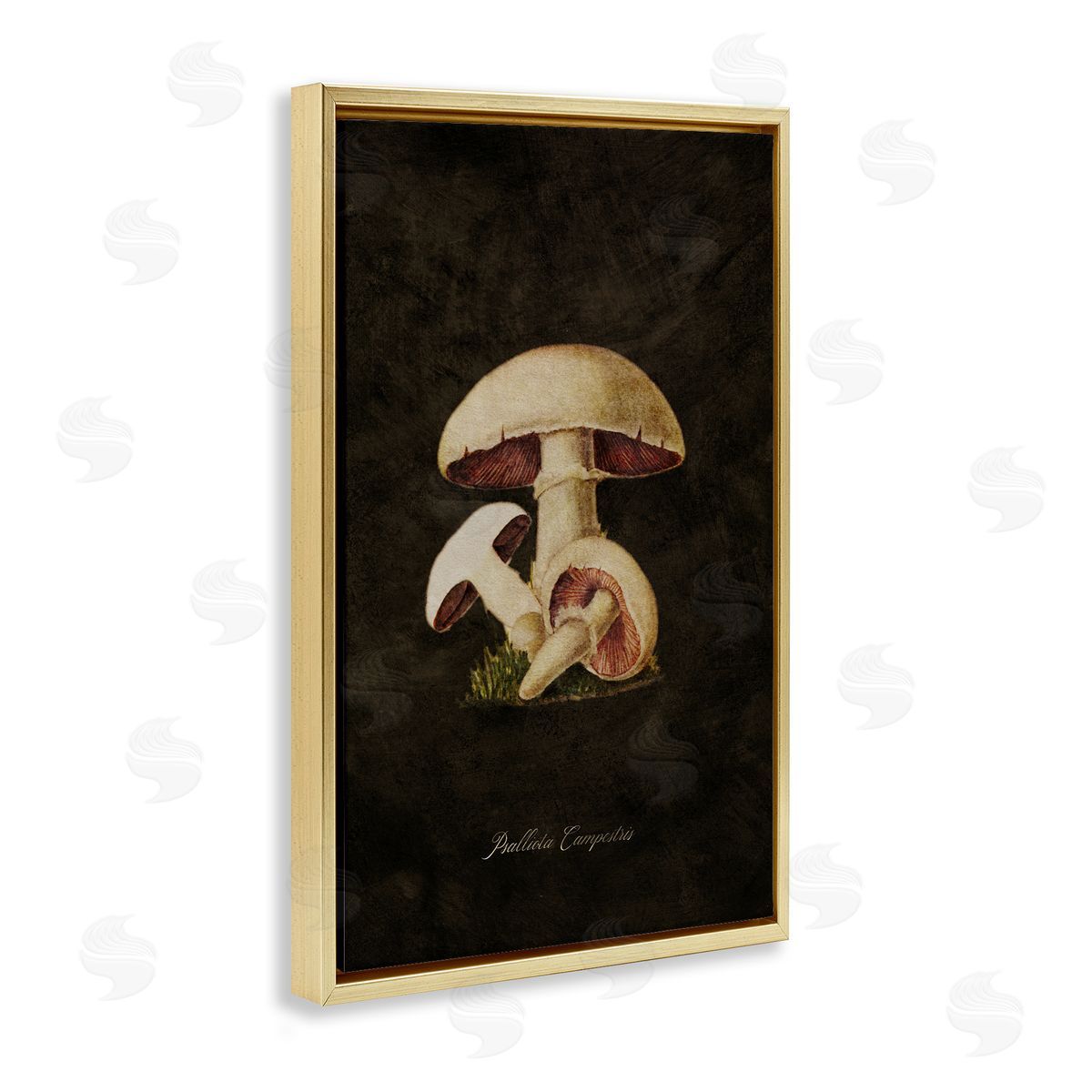 Tina Higgins Designs Inc. Vintage Portobello Mushroom Gold Floating Frame Canvas Wall Art Print