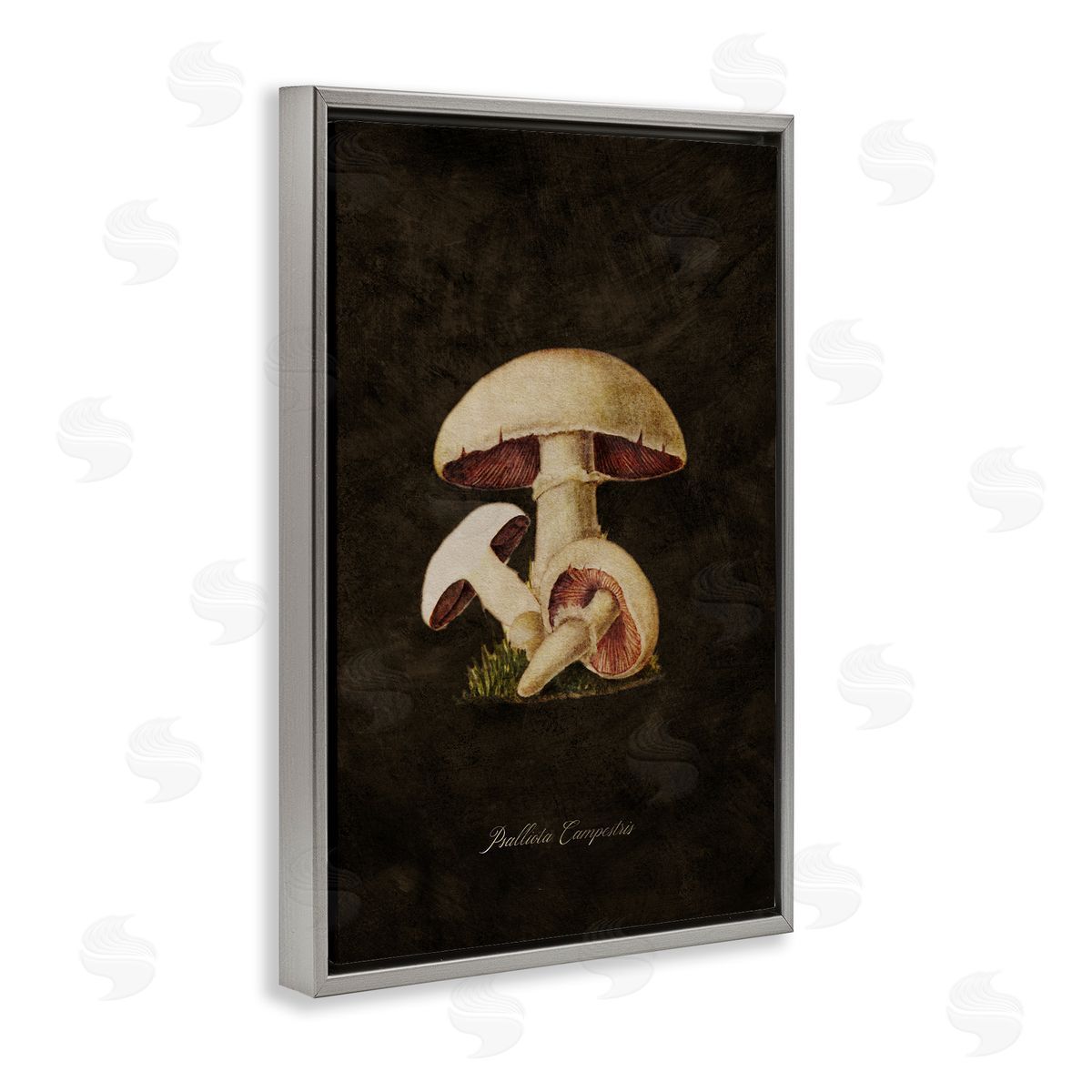 Tina Higgins Designs Inc. Vintage Portobello Mushroom Gray Floating Frame Canvas Wall Art Print