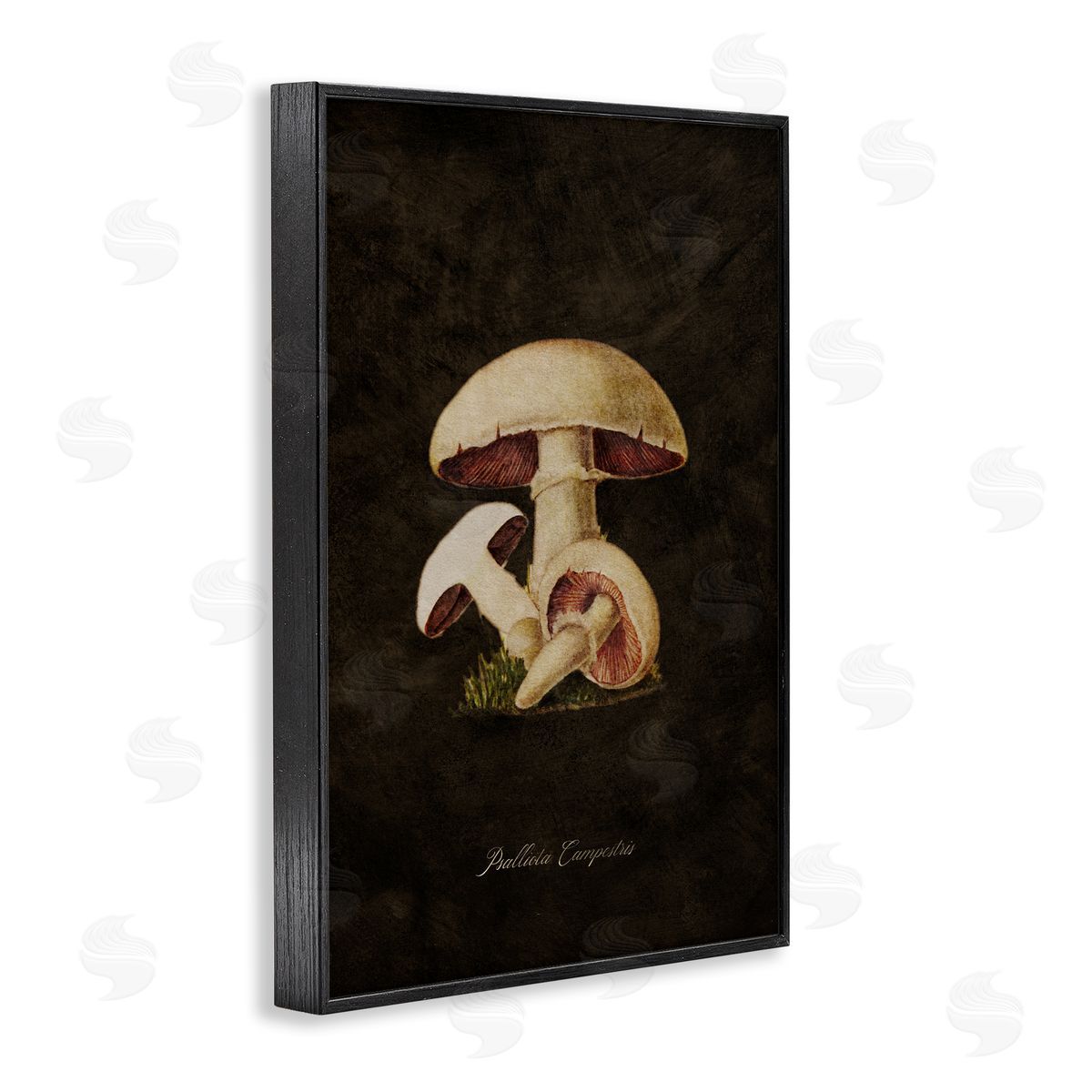 Tina Higgins Designs Inc. Vintage Portobello Mushroom Black Framed Giclee Wall Art Print