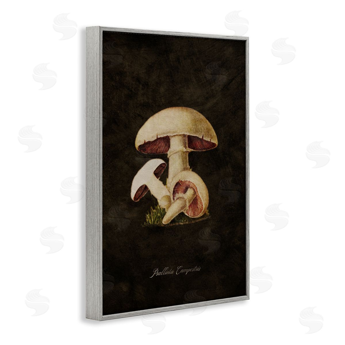 Tina Higgins Designs Inc. Vintage Portobello Mushroom Gray Framed Giclee Wall Art Print