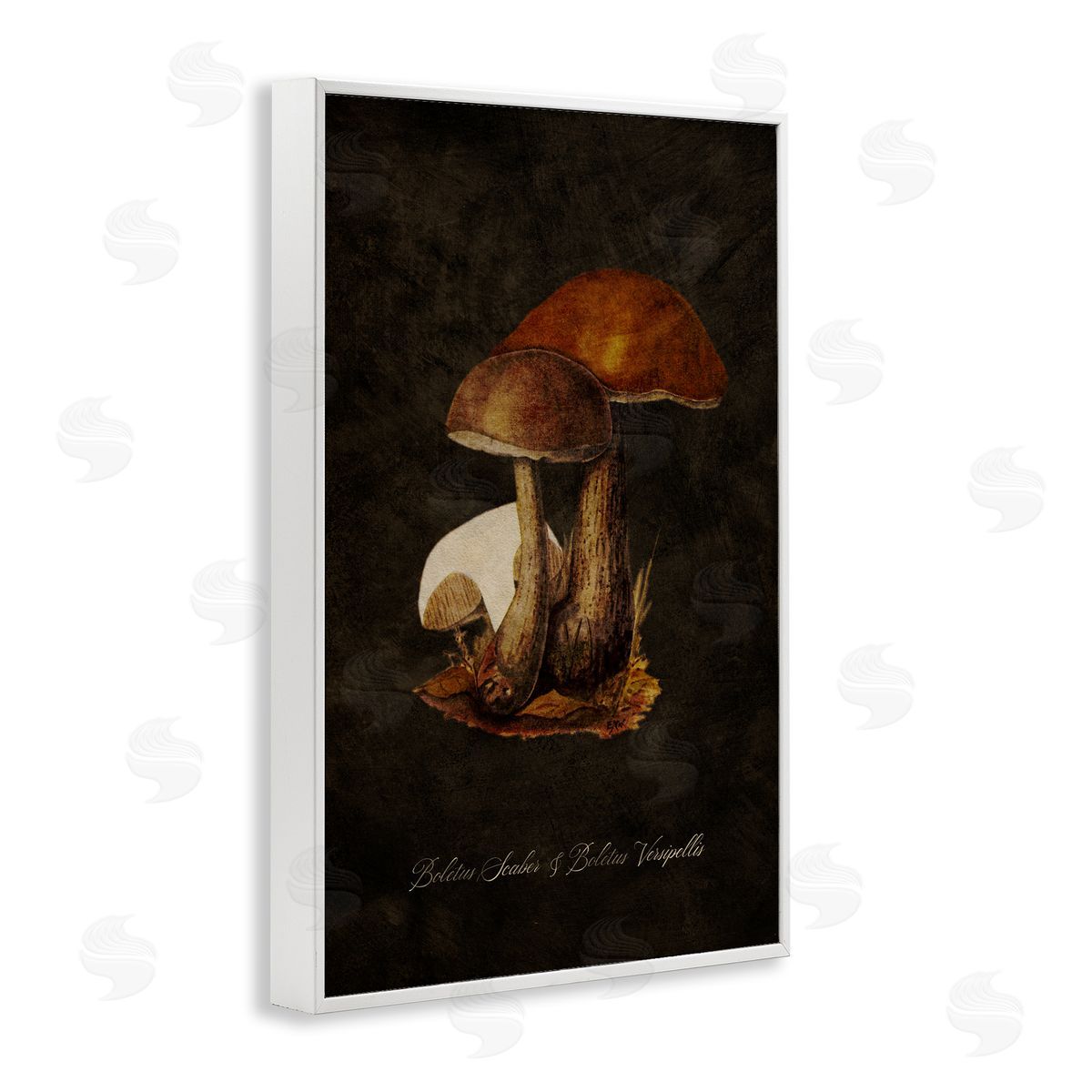Tina Higgins Designs Inc. Mushroom Types Study White Framed Giclee Wall Art Print