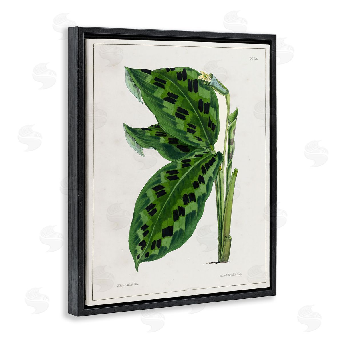 Tina Higgins Designs Inc. Lush Plant Leaf Study Black Floating Frame Canvas Wall Art Print