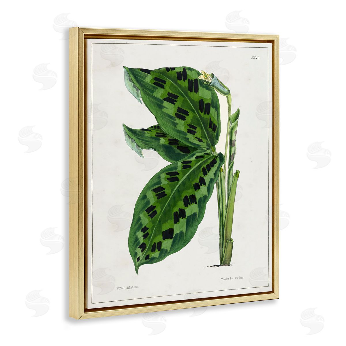 Tina Higgins Designs Inc. Lush Plant Leaf Study Gold Floating Frame Canvas Wall Art Print