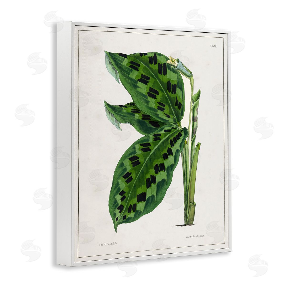 Tina Higgins Designs Inc. Lush Plant Leaf Study White Framed Giclee Wall Art Print