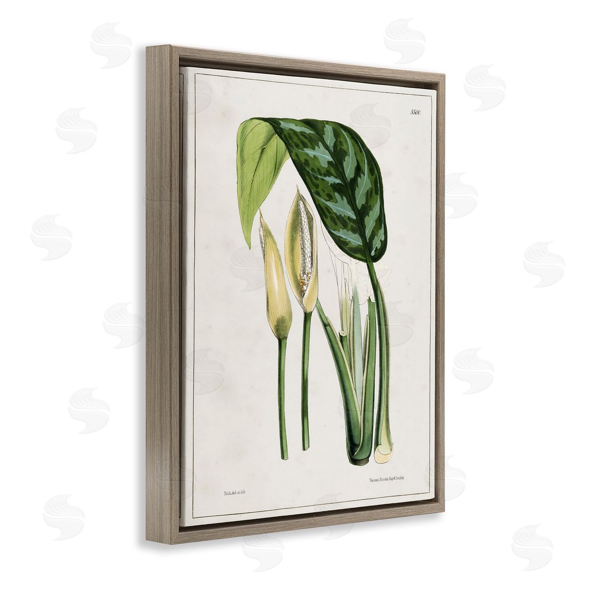 Tina Higgins Designs Inc. Pond Plant Study Brown Floating Frame Canvas Wall Art Print