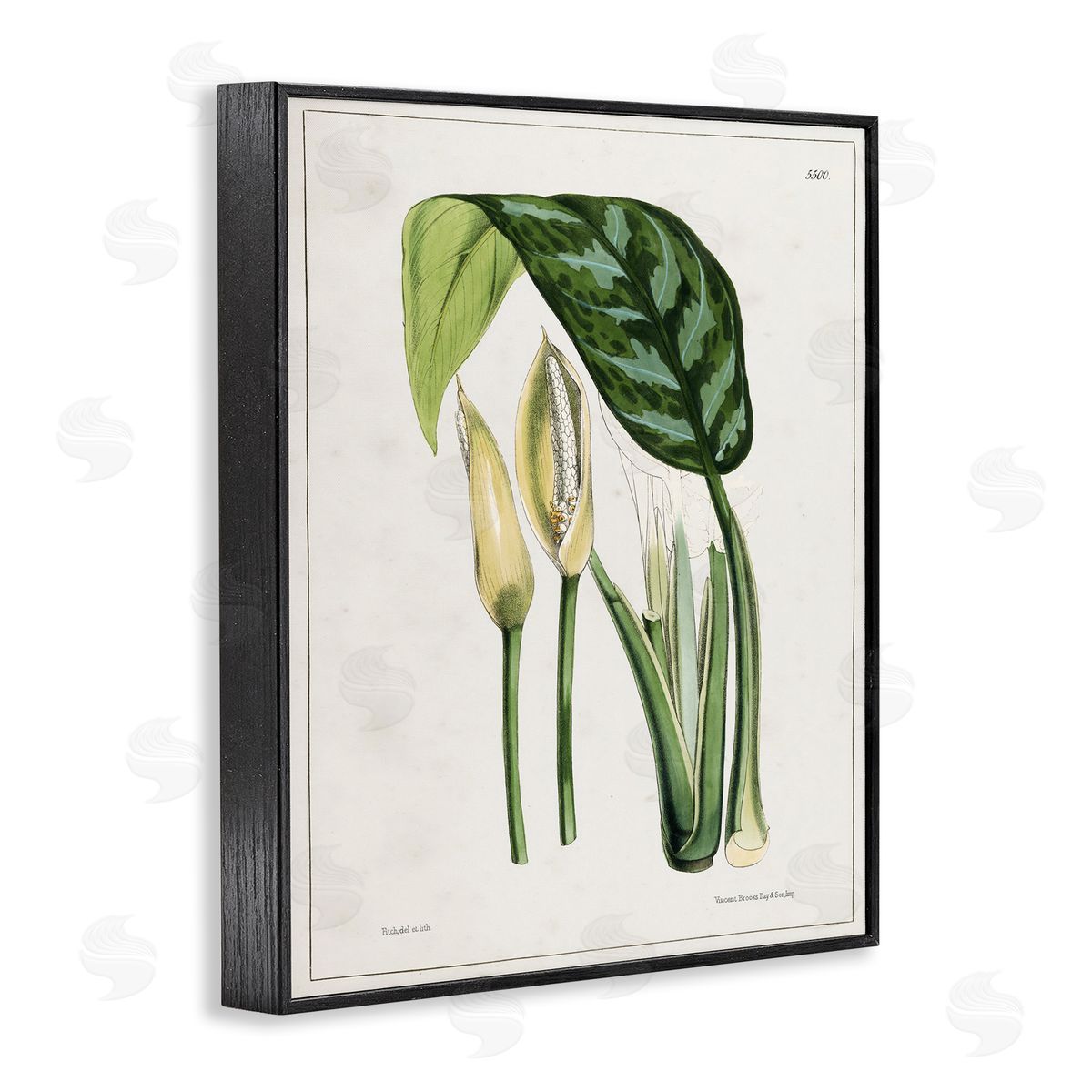 Tina Higgins Designs Inc. Pond Plant Study Black Framed Giclee Wall Art Print