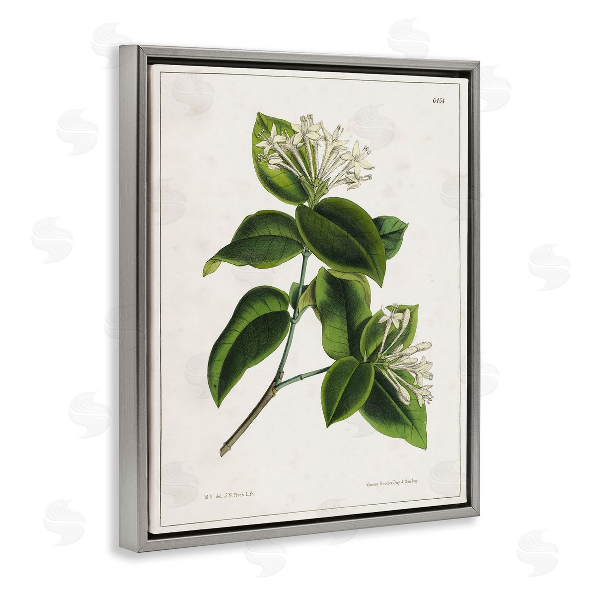Tina Higgins Designs Inc. Blooming Vintage Study Gray Floating Frame Canvas Wall Art Print