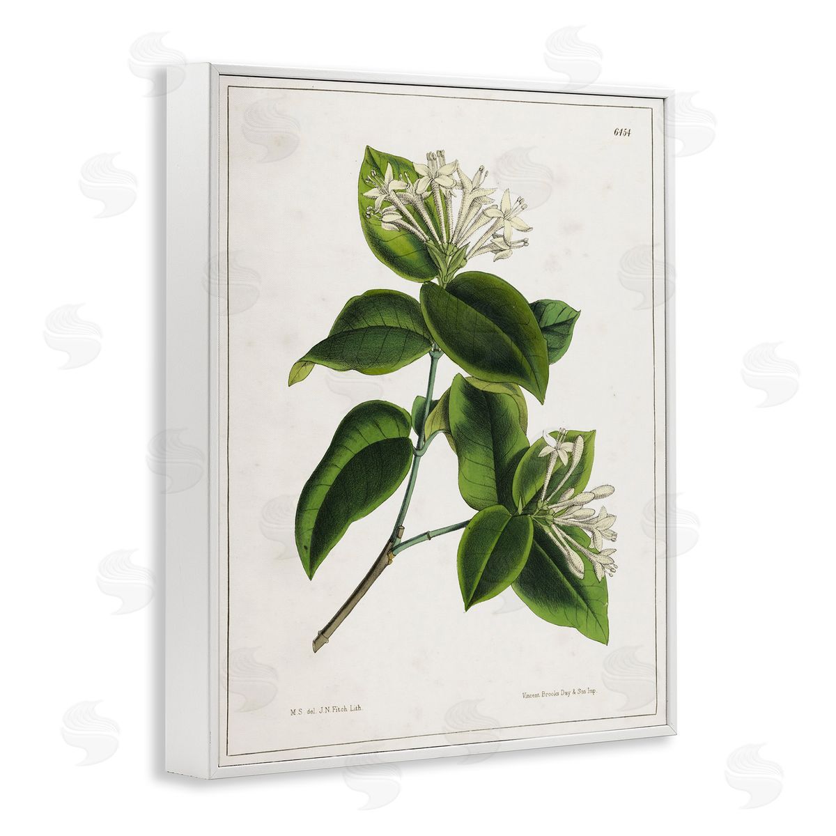 Tina Higgins Designs Inc. Blooming Vintage Study White Framed Giclee Wall Art Print