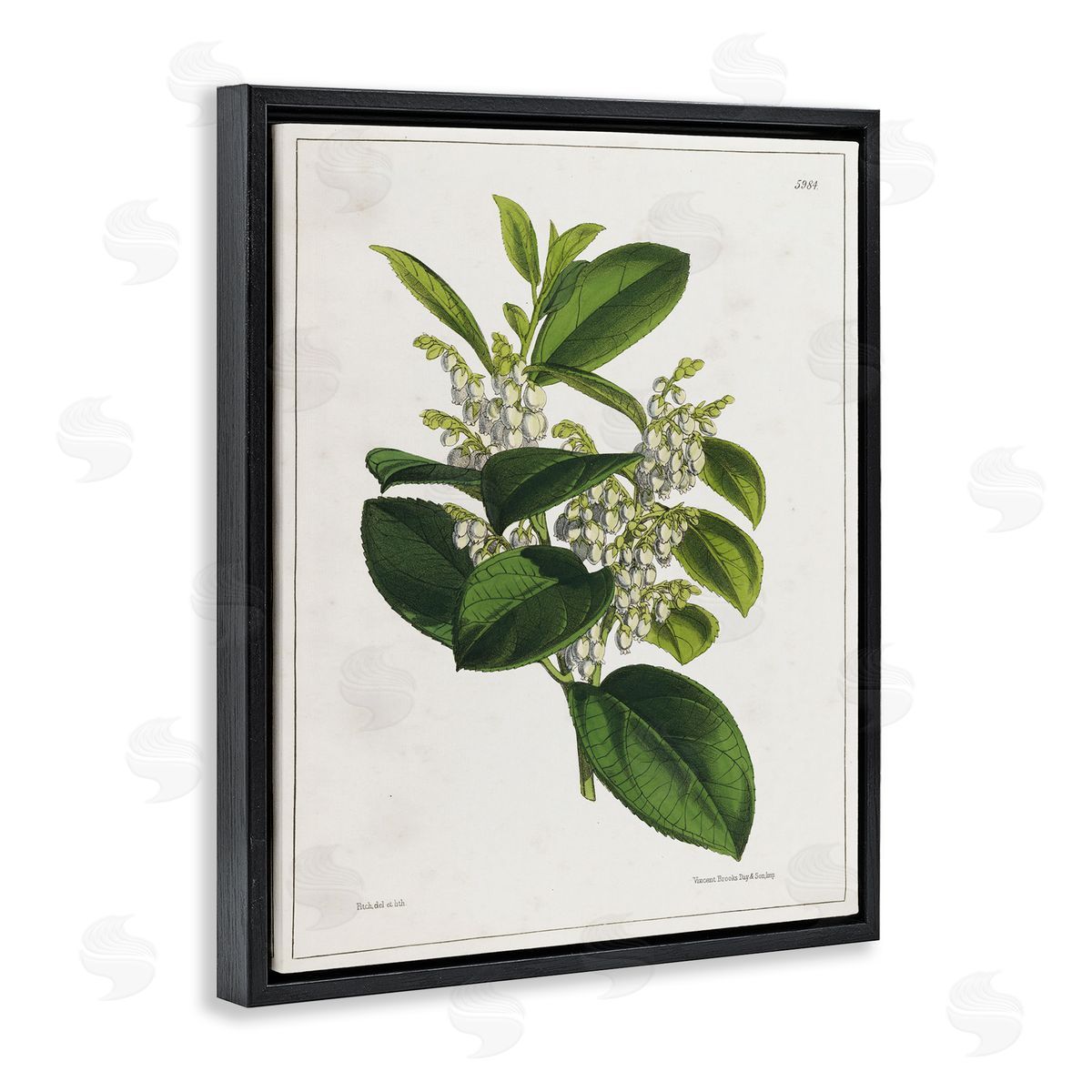 Tina Higgins Designs Inc. Forest Nature Botanical Black Floating Frame Canvas Wall Art Print
