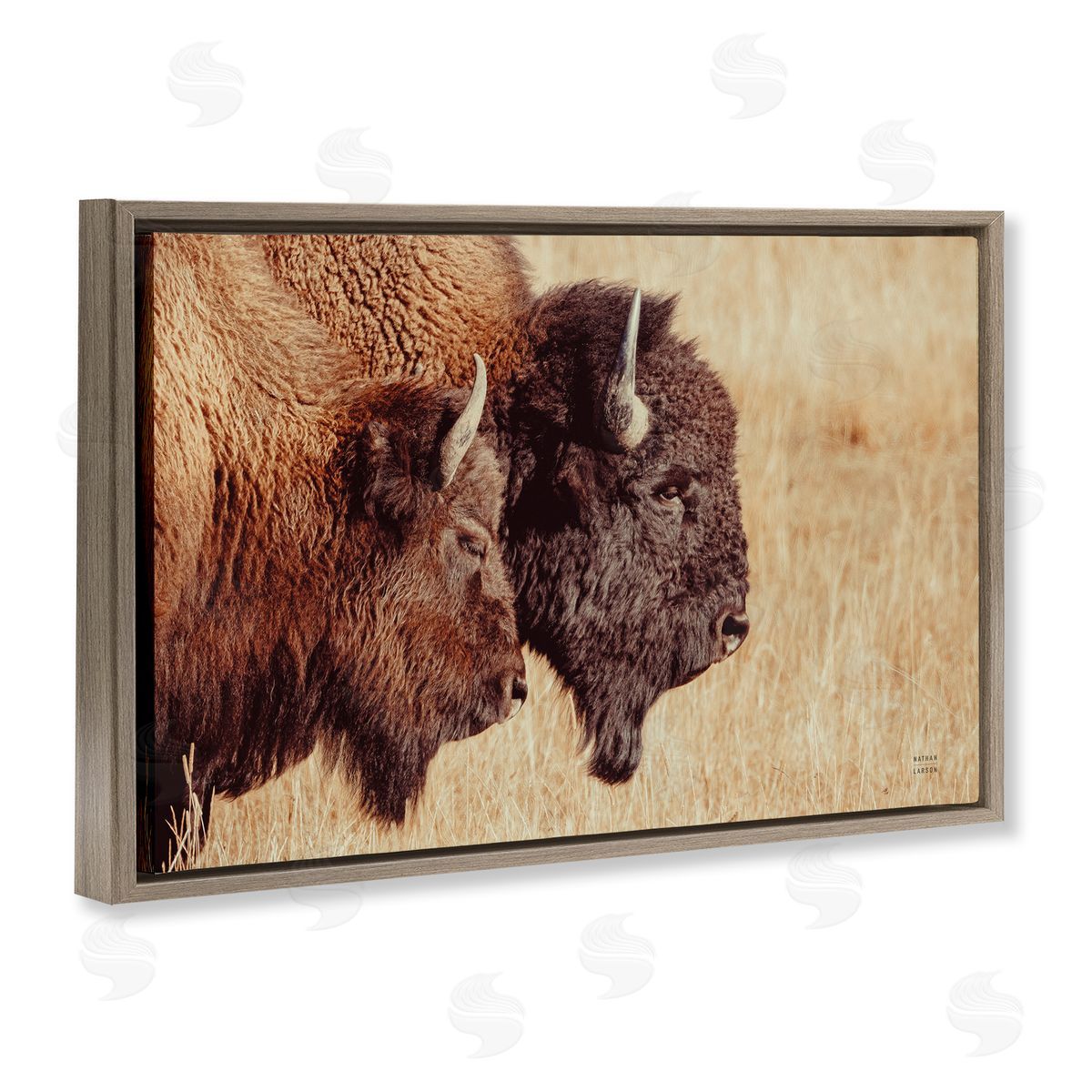 Nathan Larson Bison Pair in Countryside Brown Floating Frame Canvas Wall Art Print