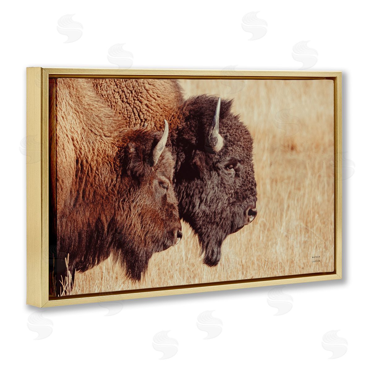 Nathan Larson Bison Pair in Countryside Gold Floating Frame Canvas Wall Art Print