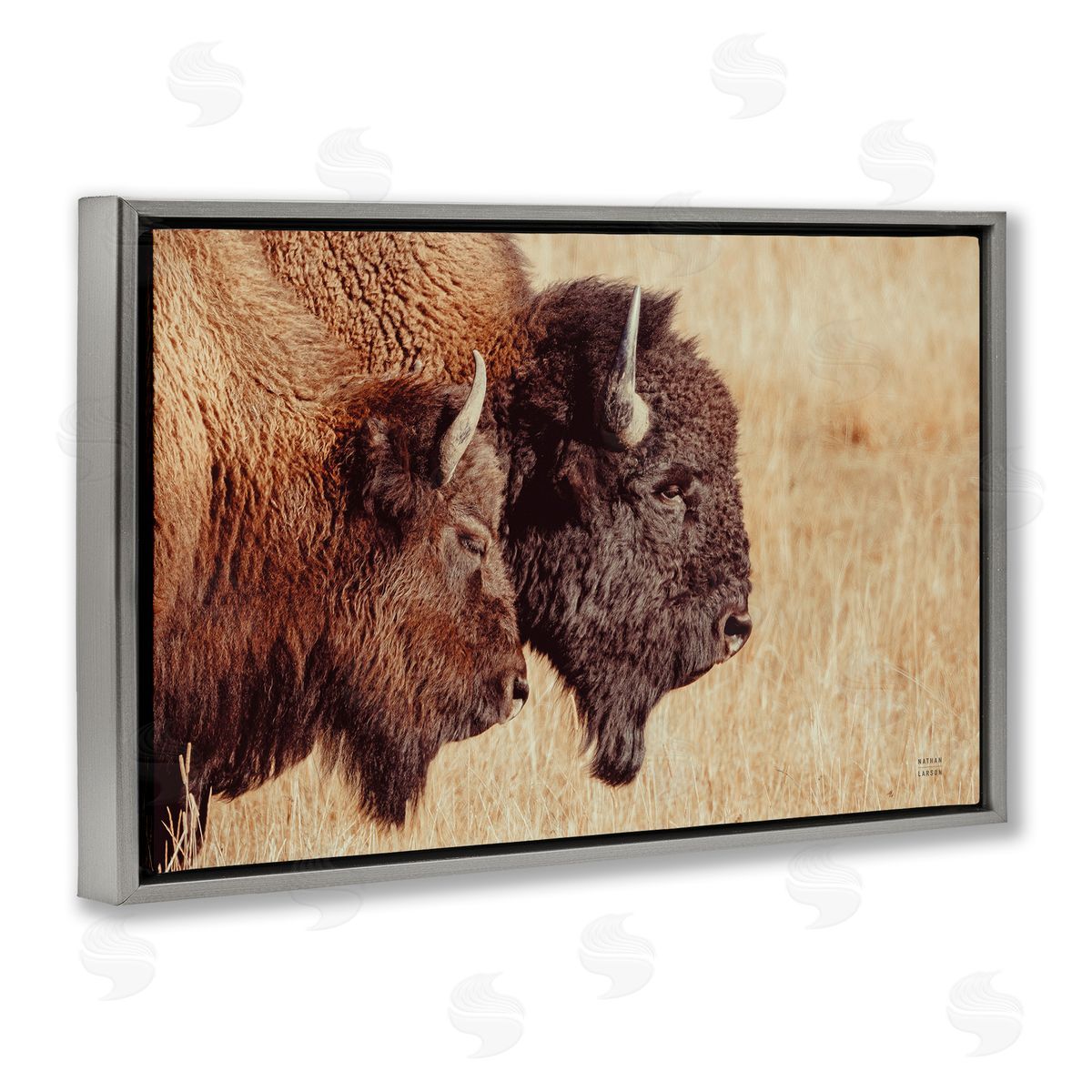 Nathan Larson Bison Pair in Countryside Gray Floating Frame Canvas Wall Art Print