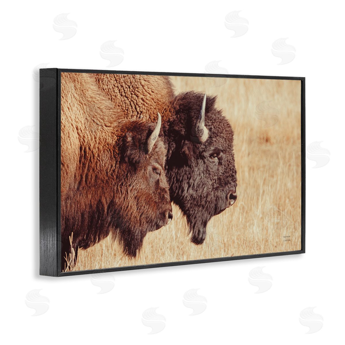 Nathan Larson Bison Pair in Countryside Black Framed Giclee Wall Art Print