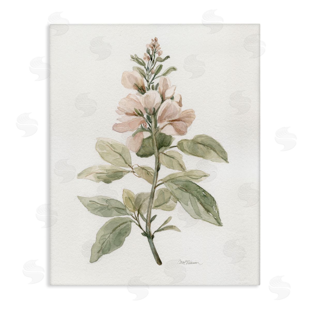 Carol Robinson Subtle Watercolor Botanicals Canvas Wall Art Print