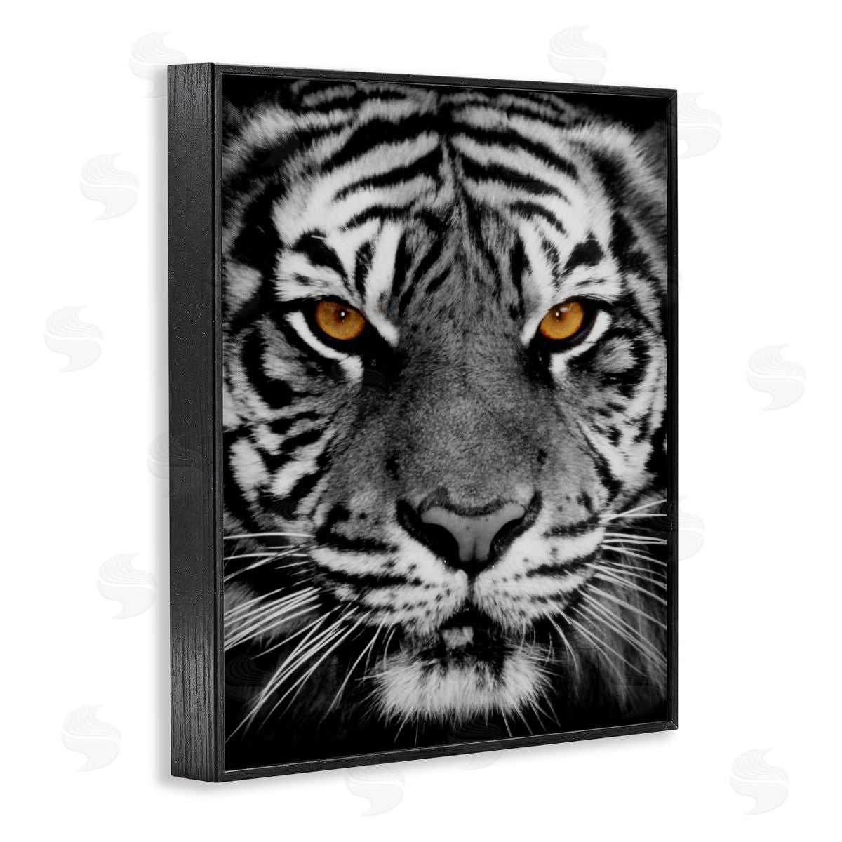 Danita Delimont Fierce Eyed Tiger Black Framed Giclee Wall Art Print