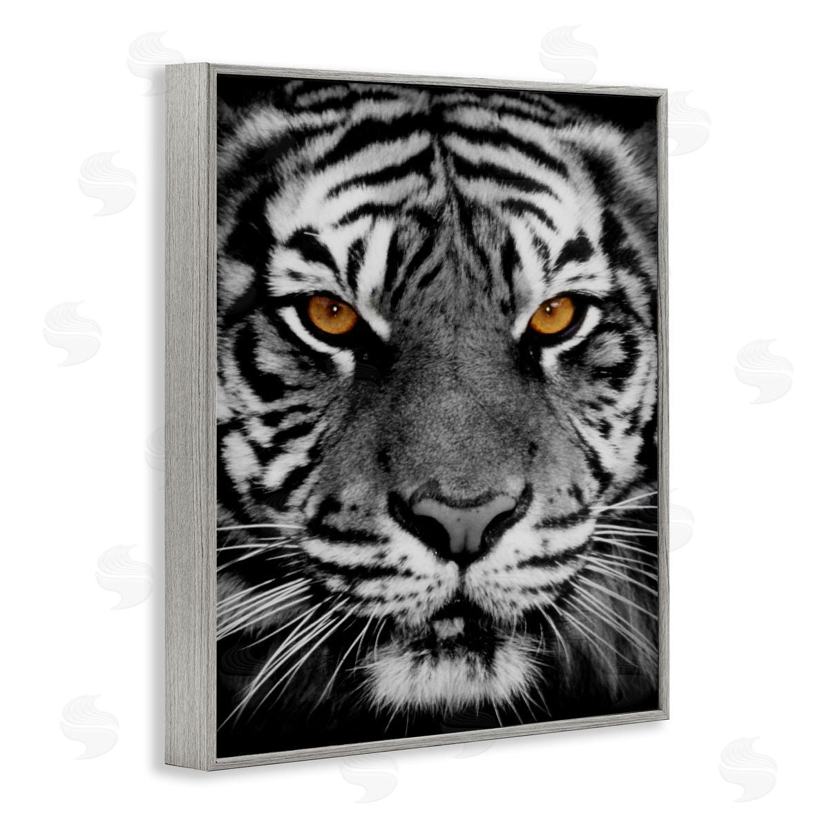 Danita Delimont Fierce Eyed Tiger Gray Framed Giclee Wall Art Print