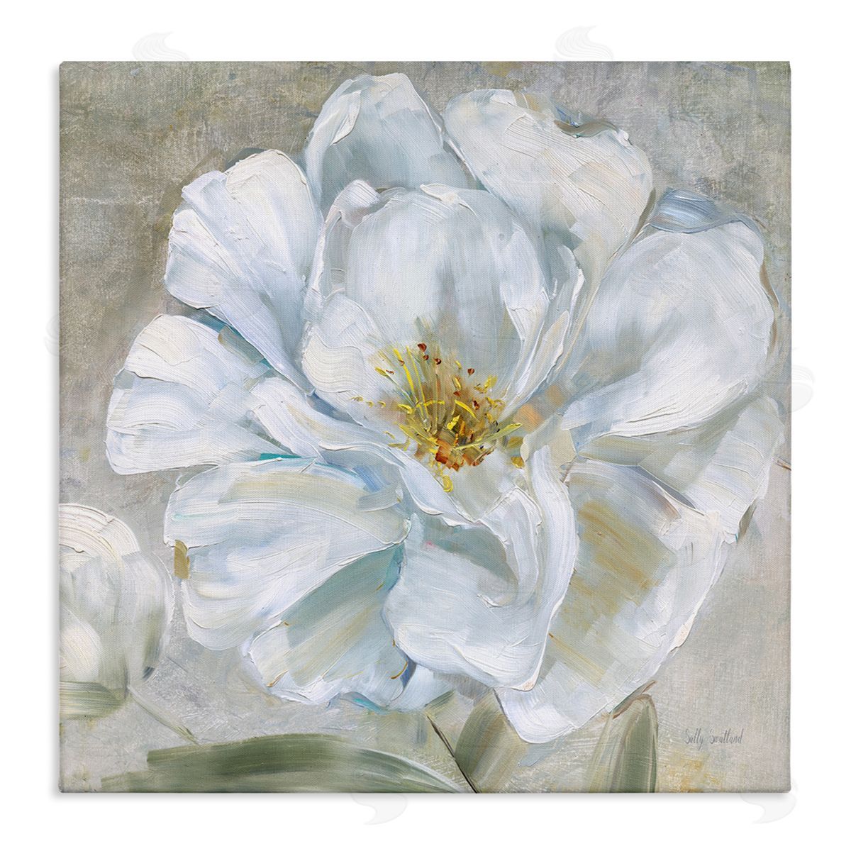Sally Swatland Close Up White Bloom Canvas Wall Art Print