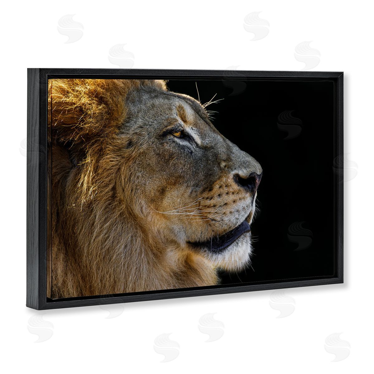 Danita Delimont Fierce Lion Looking Right Black Floating Frame Canvas Wall Art Print