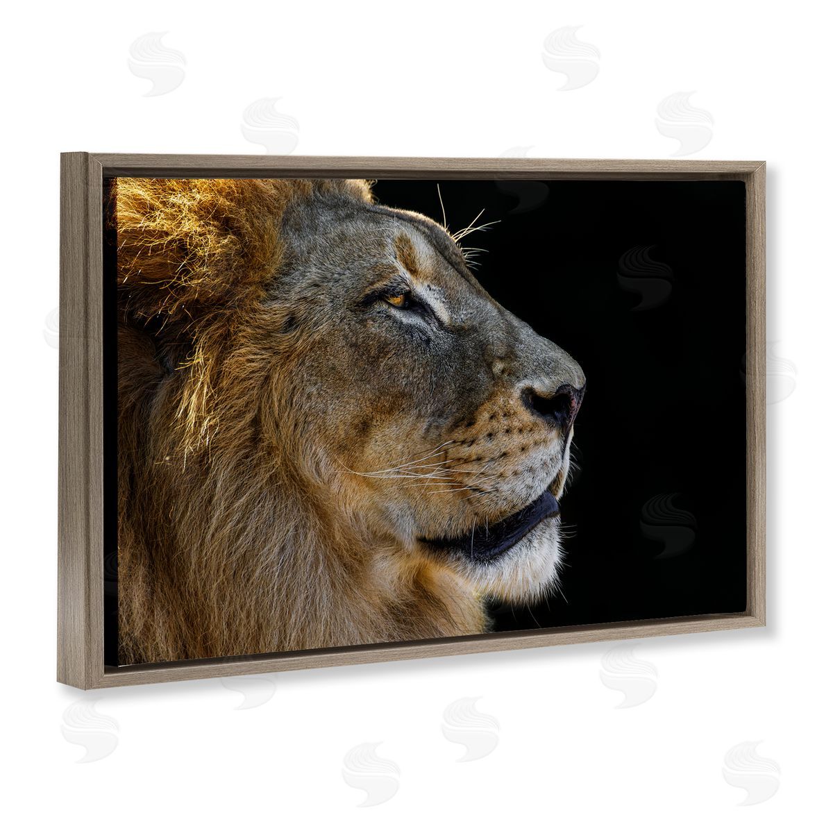 Danita Delimont Fierce Lion Looking Right Brown Floating Frame Canvas Wall Art Print