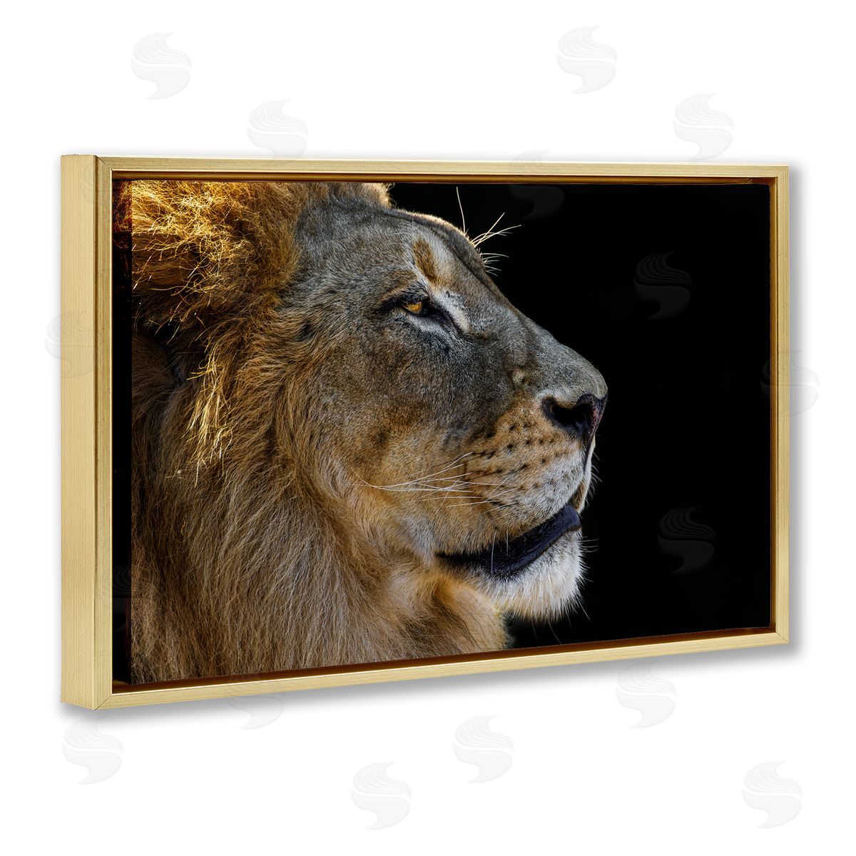 Danita Delimont Fierce Lion Looking Right Gold Floating Frame Canvas Wall Art Print