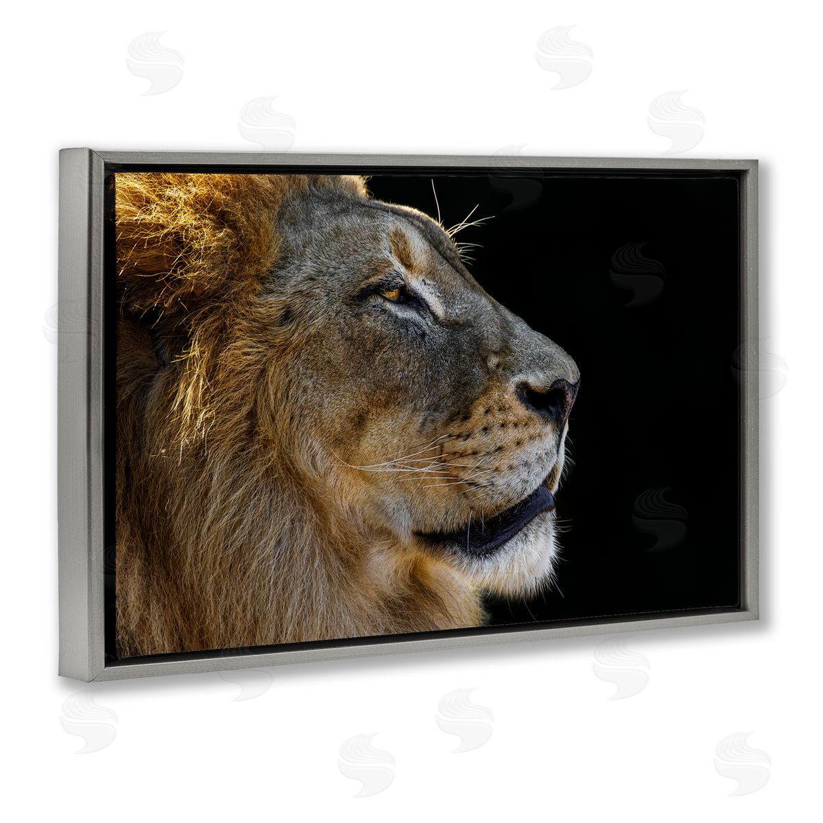 Danita Delimont Fierce Lion Looking Right Gray Floating Frame Canvas Wall Art Print