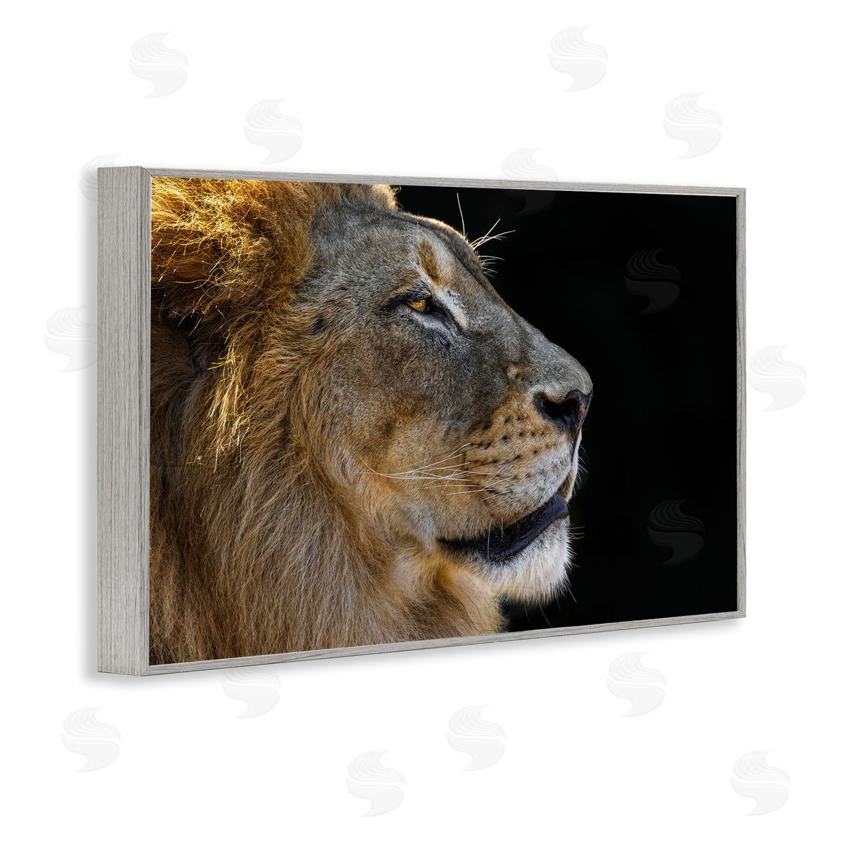 Danita Delimont Fierce Lion Looking Right Gray Framed Giclee Wall Art Print