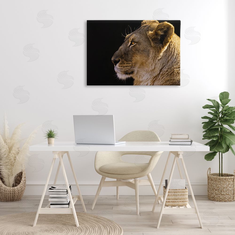 Danita Delimont Fierce Lion Looking Left Canvas Wall Art Print in Room