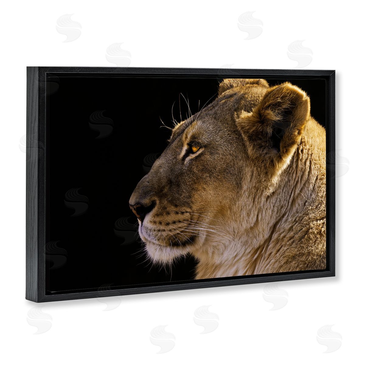 Danita Delimont Fierce Lion Looking Left Black Floating Frame Canvas Wall Art Print