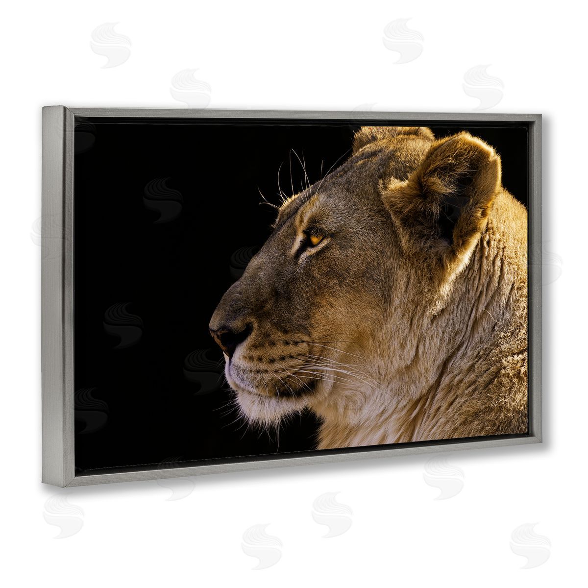 Danita Delimont Fierce Lion Looking Left Gray Floating Frame Canvas Wall Art Print