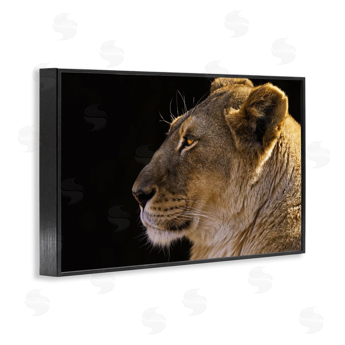 Danita Delimont Fierce Lion Looking Left Black Framed Giclee Wall Art Print