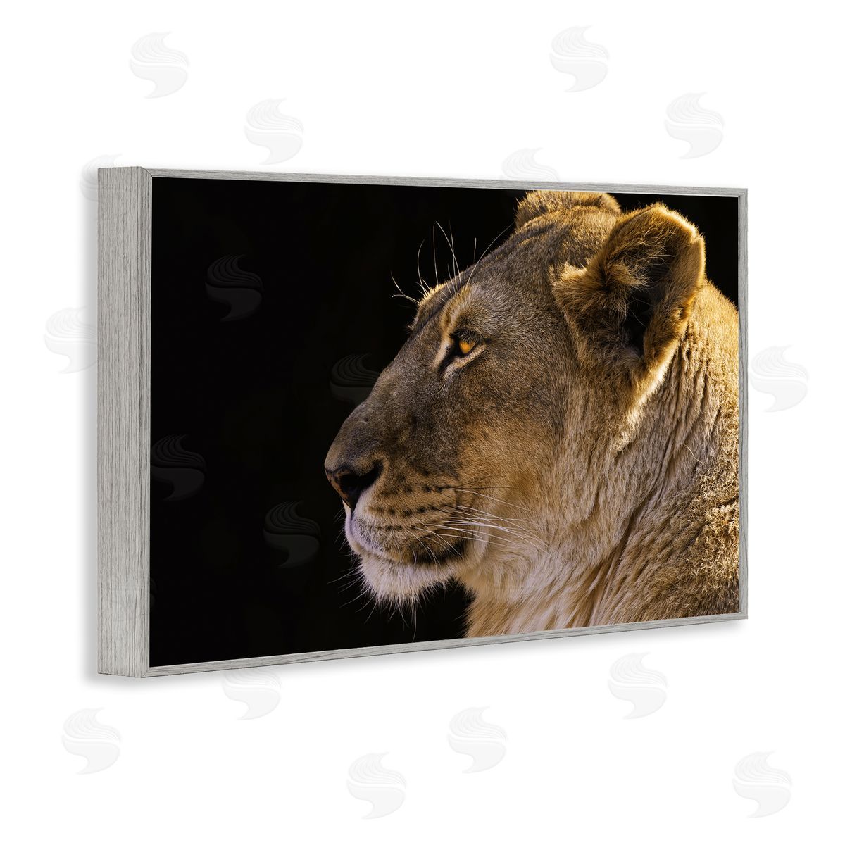 Danita Delimont Fierce Lion Looking Left Gray Framed Giclee Wall Art Print