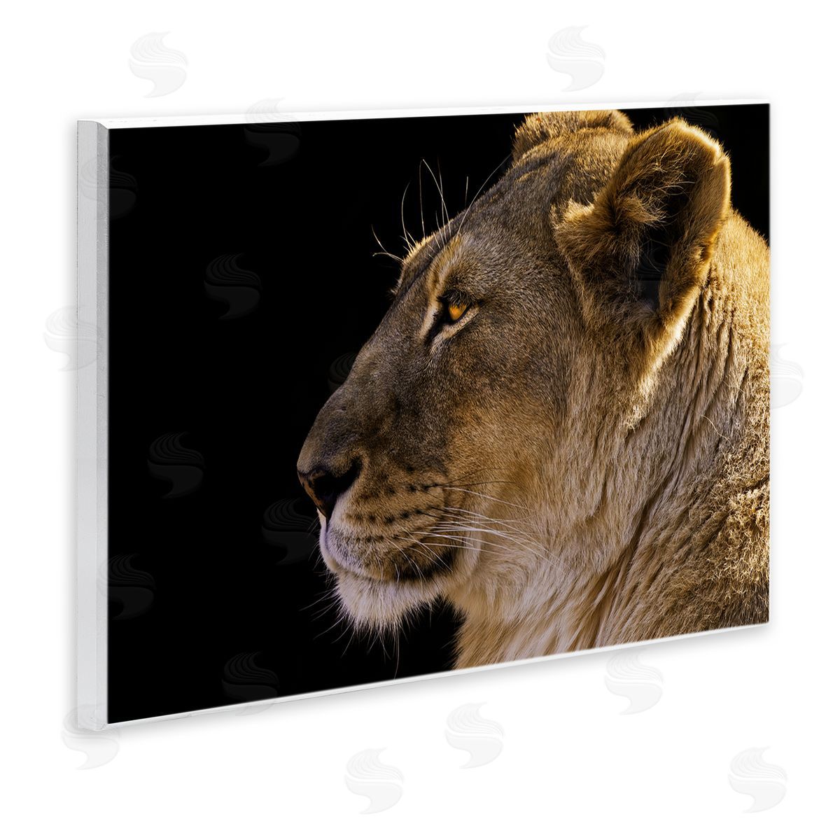 Danita Delimont Fierce Lion Looking Left Wooden Wall Plaque Art Print
