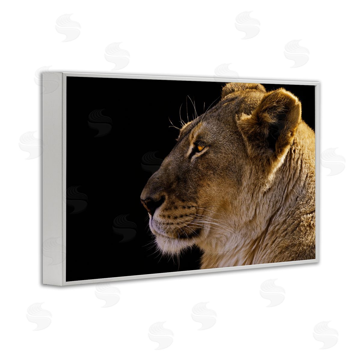 Danita Delimont Fierce Lion Looking Left White Framed Giclee Wall Art Print