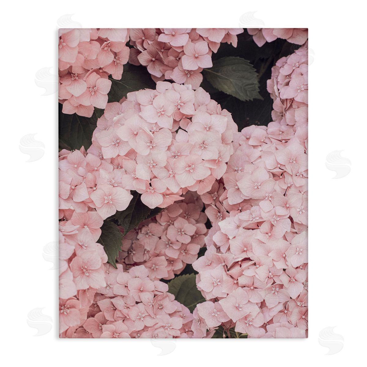 Sisi and Seb Pink Hydrangea Blossoms Canvas Wall Art Print