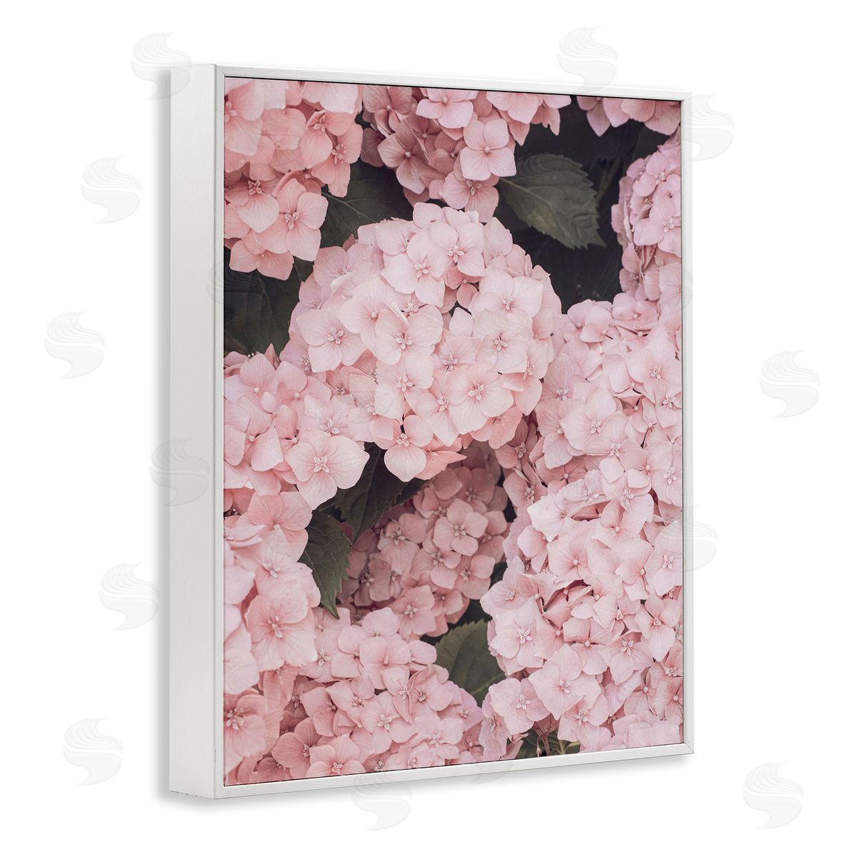 Sisi and Seb Pink Hydrangea Blossoms White Framed Giclee Wall Art Print