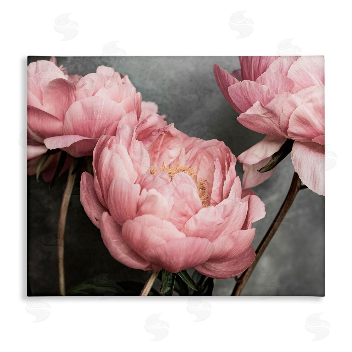 Sisi and Seb Pink Peonies Trio Canvas Wall Art Print