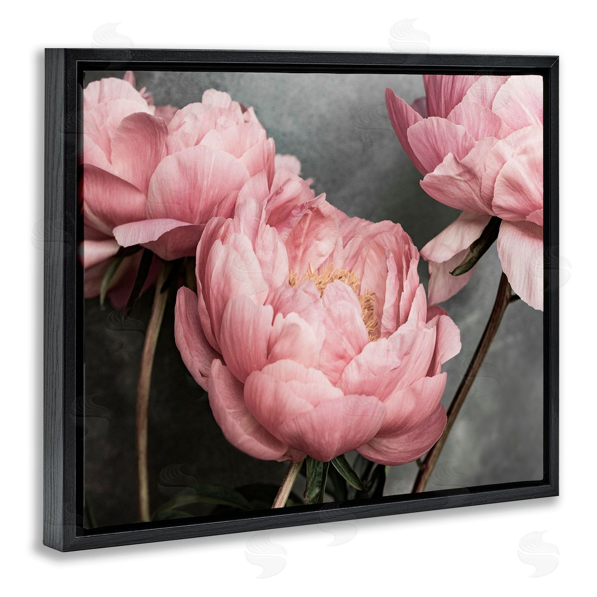 Sisi and Seb Pink Peonies Trio Black Floating Frame Canvas Wall Art Print