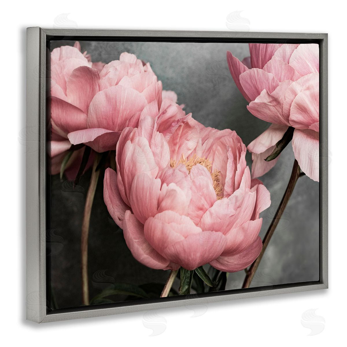 Sisi and Seb Pink Peonies Trio Gray Floating Frame Canvas Wall Art Print