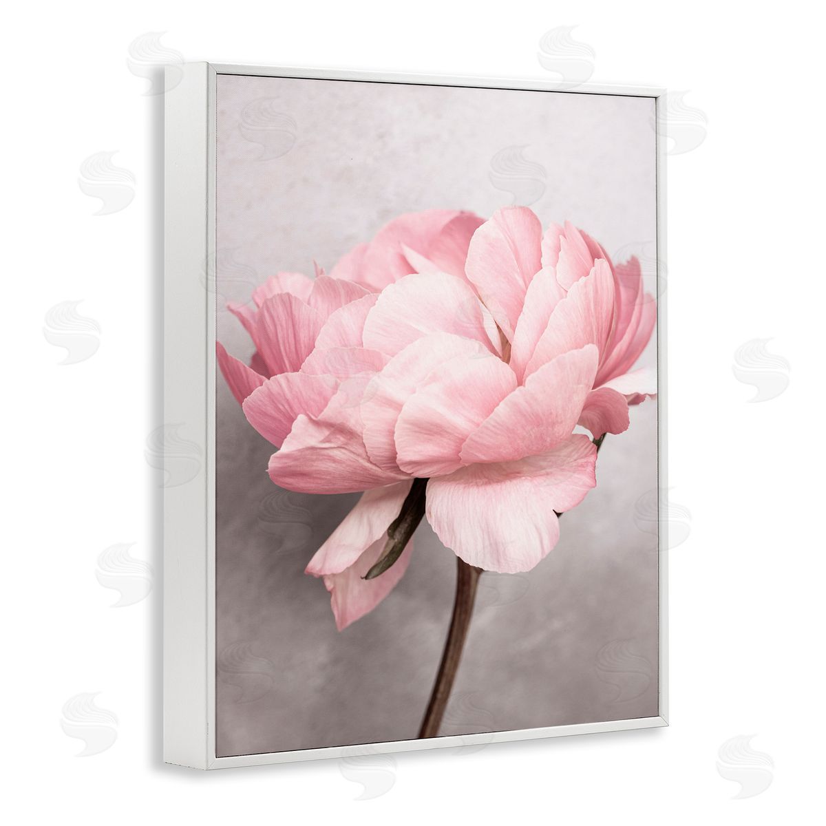 Sisi and Seb Blooming Vintage Peony White Framed Giclee Wall Art Print