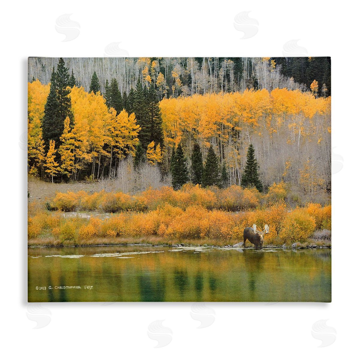 Chris Vest Moose at Priest Lake Canvas Wall Art Print