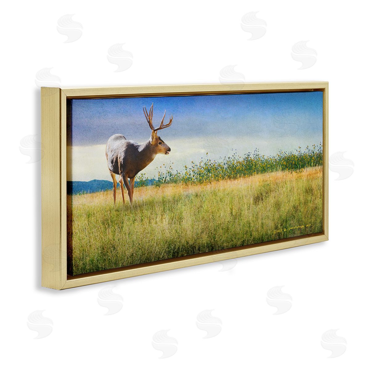 Chris Vest Buck Deer in Field
